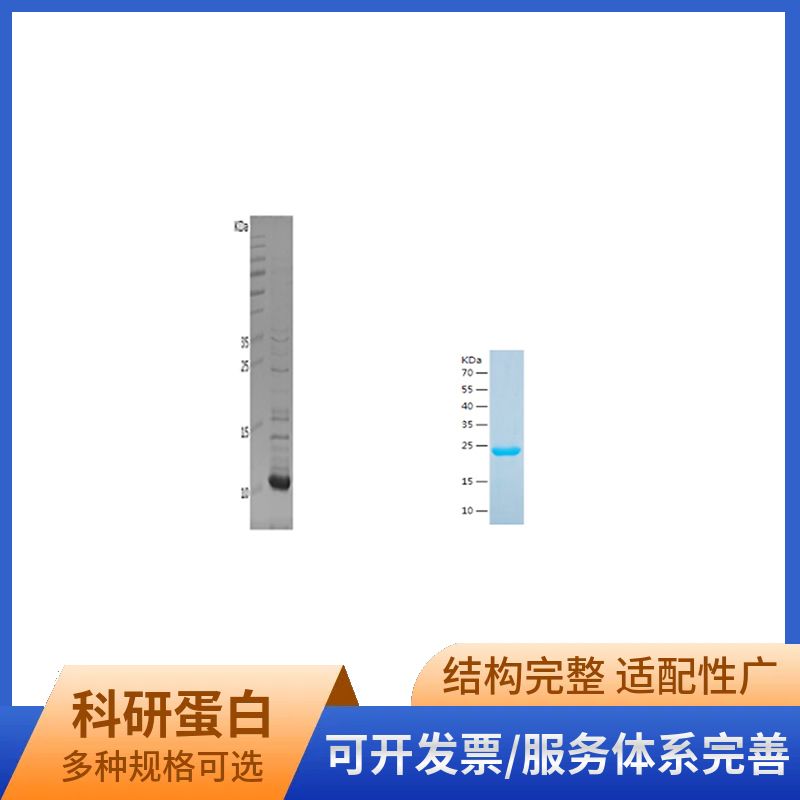 Recombinant Human Blood Group Antigen Precursor