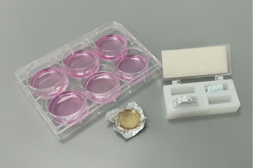 abs7026 细胞爬片 12 孔板专用 φ20mm TC 处理 无菌即用