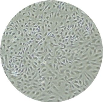 人原代内皮细胞-P1| LifeNet Health肝非实质细胞|曼博生物提供