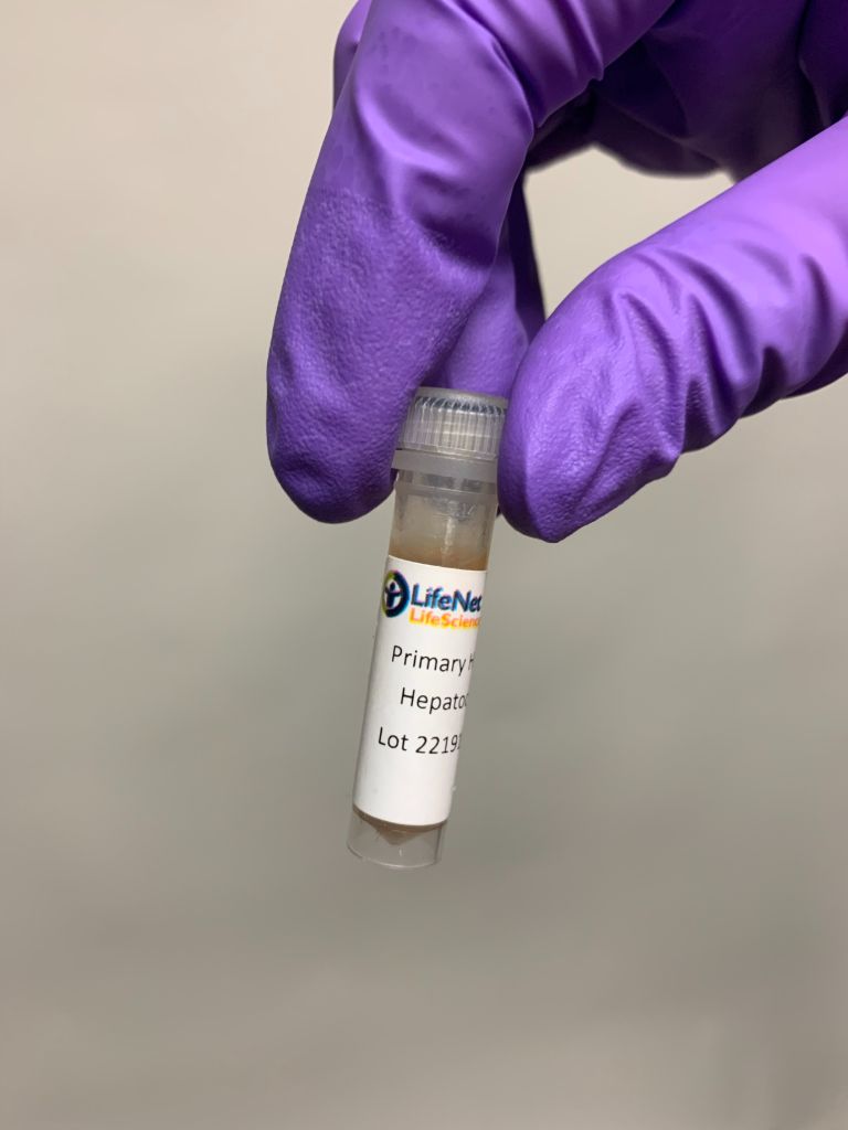 人原代内皮细胞-P1| LifeNet Health肝非实质细胞|曼博生物提供