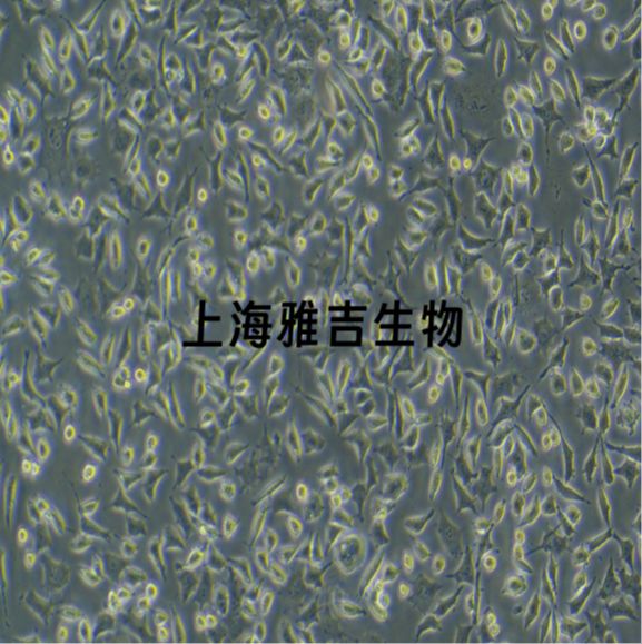 人多发性骨髓瘤MOLP8（STR）