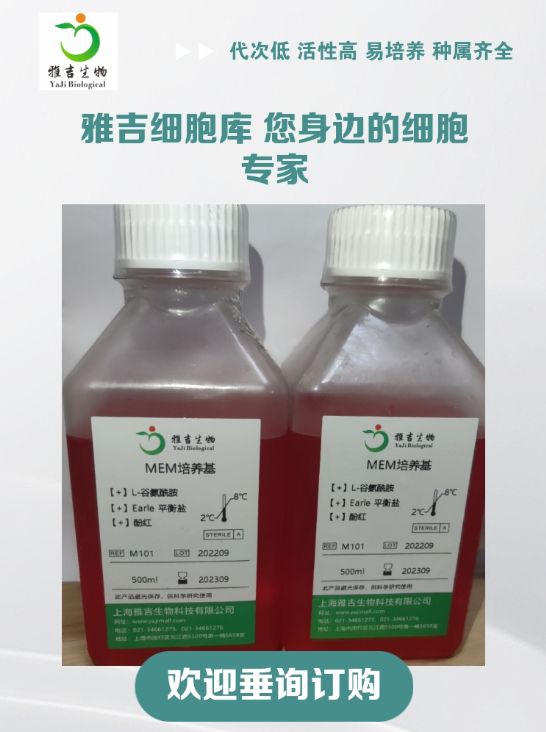 人结肠癌CL-11细胞（STR）