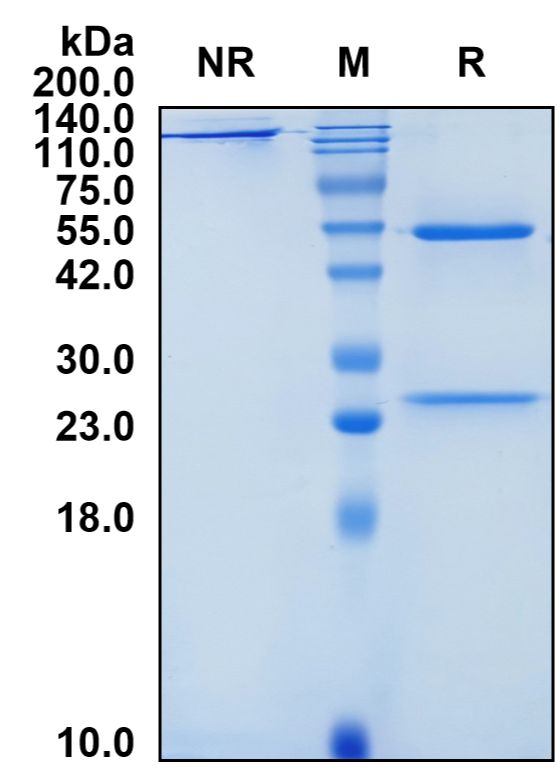 (Vadastuximab)Biosimilar Reference Antibody-GS40771