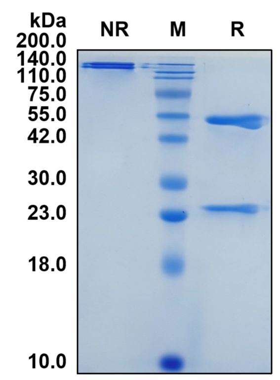 (Varisacumab)Biosimilar Reference Antibody-GS40776