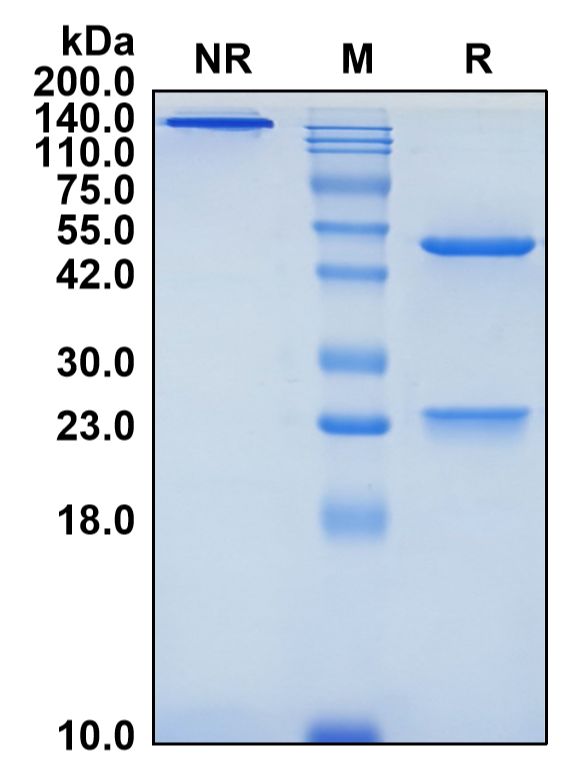 (Verzistobart)Biosimilar Reference Antibody-GS40787