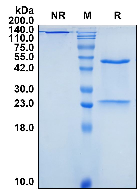 (Visilizumab)Biosimilar Reference Antibody-GS40793