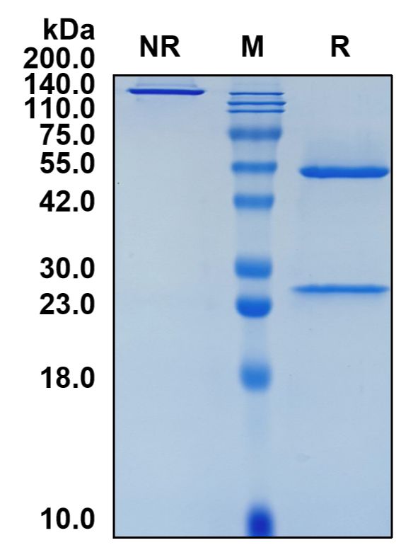 (Volociximab)Biosimilar Reference Antibody-GS40799