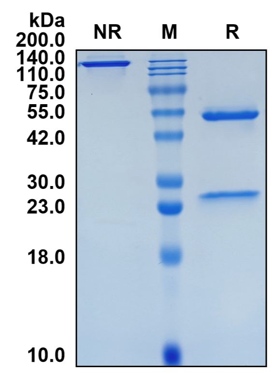 (Vonlerolizumab)Biosimilar Reference Antibody-GS40800