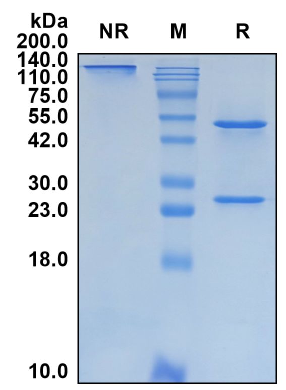 (Vulinacimab)Biosimilar Reference Antibody-GS40804