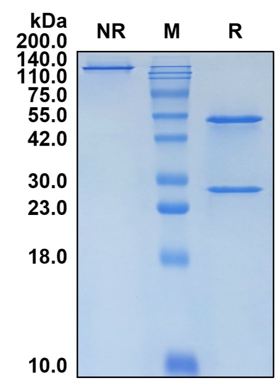 (Vunakizumab)Biosimilar Reference Antibody-GS40805