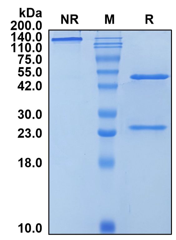 (Xentuzumab)Biosimilar Reference Antibody-GS40807