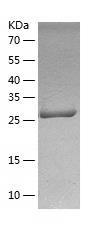 Recombinant Human CD46.jpg