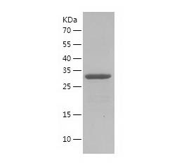 Recombinant Human CD81.png