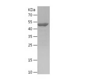Recombinant Human Cdc34.png