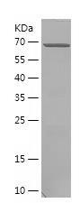 Recombinant Human Cdc37.jpg