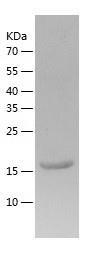 Recombinant Human CHAC2.jpg