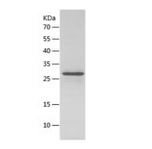 Recombinant Human CHMP1a.png