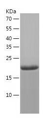 Recombinant Human CHMP6.jpg