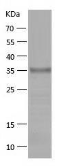 Recombinant Human CLEC14A.jpg
