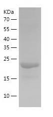 Recombinant Human CLNS1A.jpg