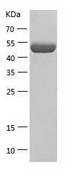 Recombinant Human CNDP2.jpg