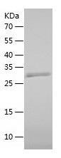 Recombinant Human CNOT8.jpg