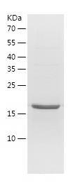 Recombinant Human CNTF.jpg
