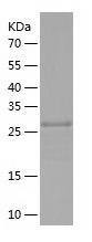 Recombinant Human COASY.jpg