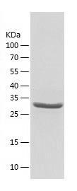 Recombinant Human COPE.jpg