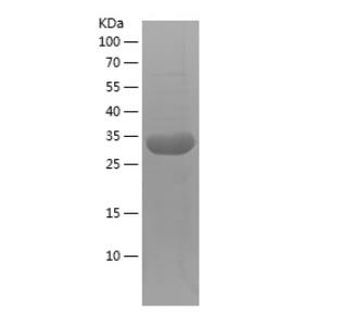 Recombinant Human COX8A.png