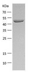 Recombinant Human CPE.jpg