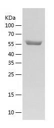 Recombinant Human CPNE1.jpg