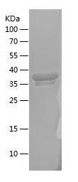 Recombinant Human CRBN.jpg