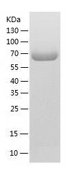 Recombinant Human CRMP1.jpg