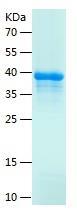 Recombinant Human CSRP2.jpg