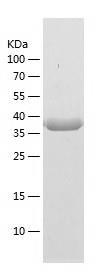 Recombinant Human CUEDC1.jpg