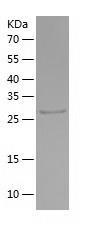 Recombinant Human CUEDC2.jpg