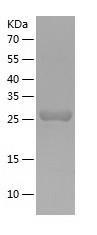 Recombinant Human CUTC.jpg