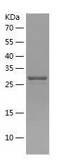 Recombinant Human CYB5R2.jpg