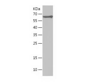 Recombinant Human Cyclin B2.png