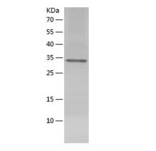 Recombinant Human DAG1.png