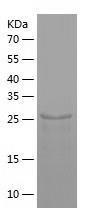 Recombinant Human DCUN1D1.jpg