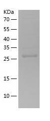 Recombinant Human DCUN1D2.jpg