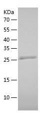 Recombinant Human DDAH1.jpg