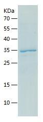 Recombinant Human DDI1.jpg
