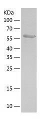 Recombinant Human Deformed Epidermal Autoregulatory Factor 1.jpg