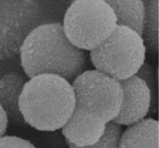 乙烯基硅烷改性二氧化硅50nm，Vinyl-modified silica nanoparticles 50nm