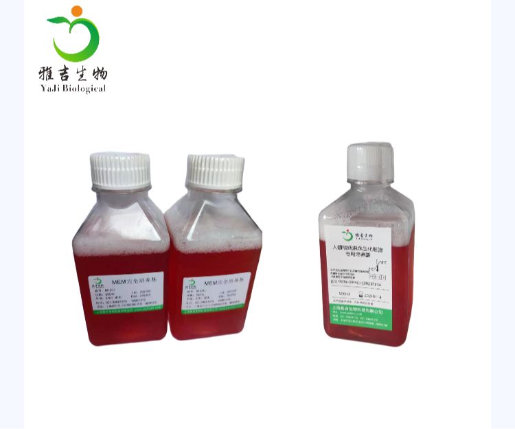 人肺间皮瘤细胞NCIH2052（STR）