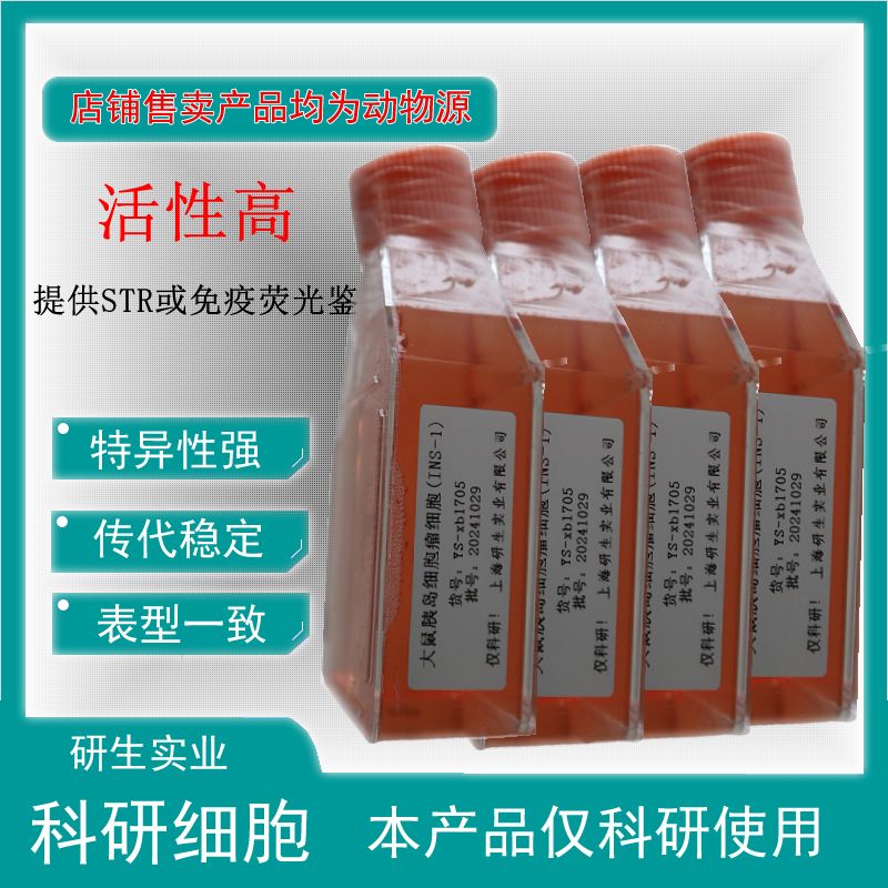 大鼠角膜基质细胞