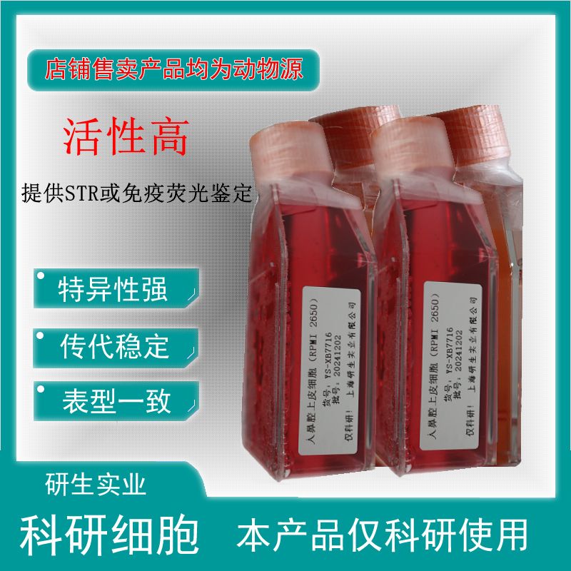 大鼠脑静脉血管平滑肌细胞